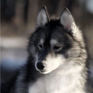 Meet your Posher, Mackenzie